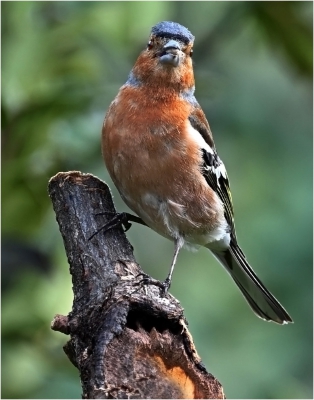 Male Chafinch
